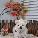 언제나 사랑할개 이미지