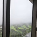 소노펠리체 델피노 이미지