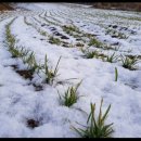 강주농장 이미지