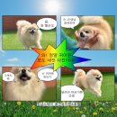 멍냥스테이 애견호텔유치원 | [천안 불당동 애견유치원호텔] 오랜만에 돌아온 우리들의 멍냥네컷📸그리고 개버이날💐