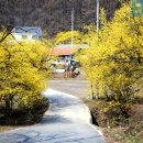 이천 산수유꽃축제=봄꽃 축제 이번주 부터 본격 시작 이미지