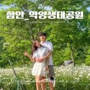 경남 가볼만한곳 5월 함안 악양생태공원 데이지 주차