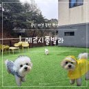 소천2리계곡펜션입구 | 울산 대형견 동반 애견펜션 메르시풀빌라 부산대구 근교 애견풀빌라 계곡 펜션