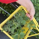 더팜코리아 이미지