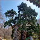 송광사&벚꽃길 이미지