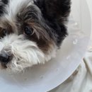 닥터아이펫 동물병원 이미지