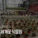세계꽃식물원 | 아산 세계꽃식물원 방문 후기 | 로즈마리·스타라이트 벤자민 구입