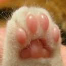 고양이 발바닥 이미지