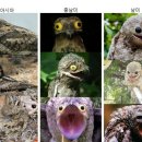 개구리PC방 이미지