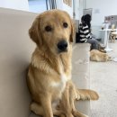 경기도 수원시 팔달구 효원로219번길 48 (인계동) | [수원/댕더월드]인계동애견카페::리트리버카페, 대형견애견카페, 인계동애견유치원