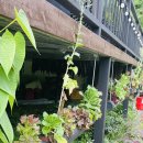 들녘쌈밥 이미지