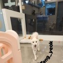 모니카애견 네이버블로그