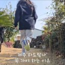 하도탐나 이미지