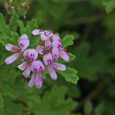 로즈제라늄(Rose Geranium) 이미지