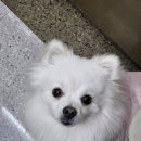 트레이닝 박스 하울링 | 김해 애견훈련소 강아지 방문교육으로 짖음과 분리불안 고친 후기