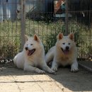 소망켄넬 이미지