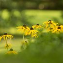 스피치지도사 이미지