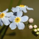 물망초forgetmenot 이미지