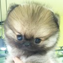 The 쇼독 이미지