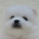 퍼피앤독 이미지