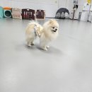 온리 펫살롱 이미지