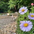 호수길133 이미지