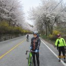 4월6일 대청댐길이 벚꽃이 만개다 이미지