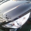 덴트렉스 이미지