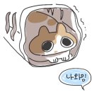묘감 | [미용]_봉명동 고양이미용&amp;목욕묘감 후기