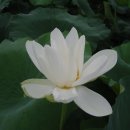 푼다리카 이미지