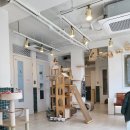 아이조아 캣파크 서울점 이미지