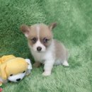 광주강아지분양 고양이분양 펫왕국 이미지