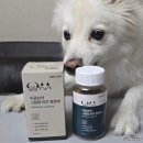 코아동물병원 | 마음반려 강아지 피부영양제 고양이 영양제 급여 이유와 장점