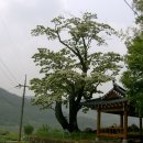 순천-35호 이미지