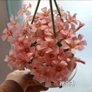 사랑초 라일락 페일스킨 엘리자베스 이미지