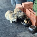 제이팜정육식당송당점 | 제주맛집 송당마을 제이팜정육식당 -다시 찾은집