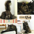 ㅋㅋ여시만 고양이 없다며? ^0^ 이미지