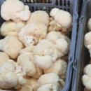 노루농장 이미지