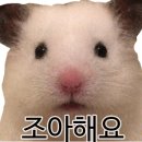 추억만남개
