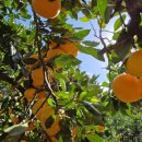 녹산2농장 이미지