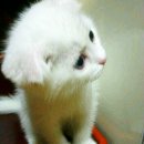 옹삼이