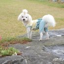 메모리독 펜션 네이버블로그