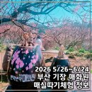 26 | 기장 매화원 5,6월 매실따기 체험 예약 정보 부산 아이와 가볼만한곳