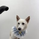 리프레쉬독 네이버블로그