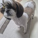 개과천선 | 개과천선 에코소파방석 공구후기(feat.시츄에이션)