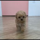 마마스미독 강아지 분양 김해점 | 투명한 가격으로 분양을 도와주는 마마스미독 강아지분양 김해점