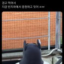 어제 대활약 보여준 미친개 랜디 이미지