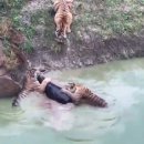 만 마리의 호랑이 이미지