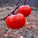 보자기 Daum카페