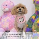 딜라잇펫 이미지